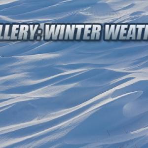 Download Dan Robinson - Winter Tree WEB - MP3 Free